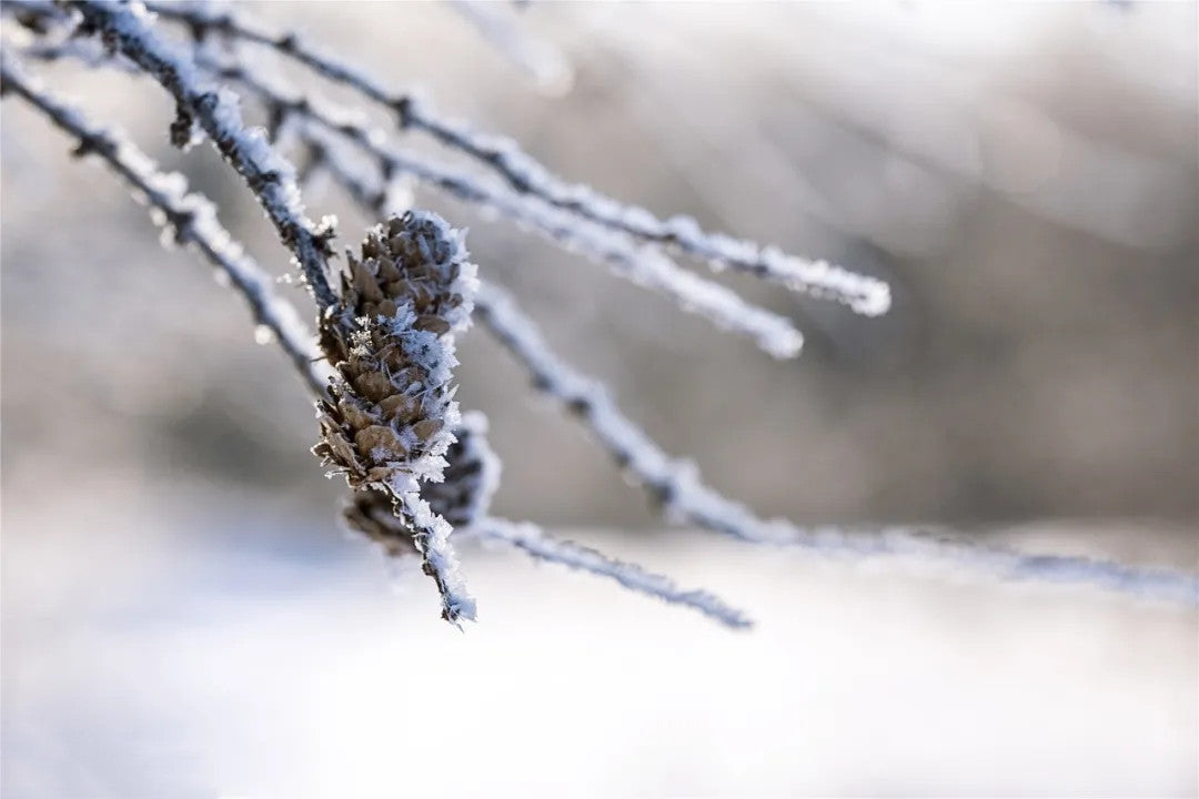 Incienso medicinal chino_Accesorios para terapia de té_Esperanza de nieve_24 piezas